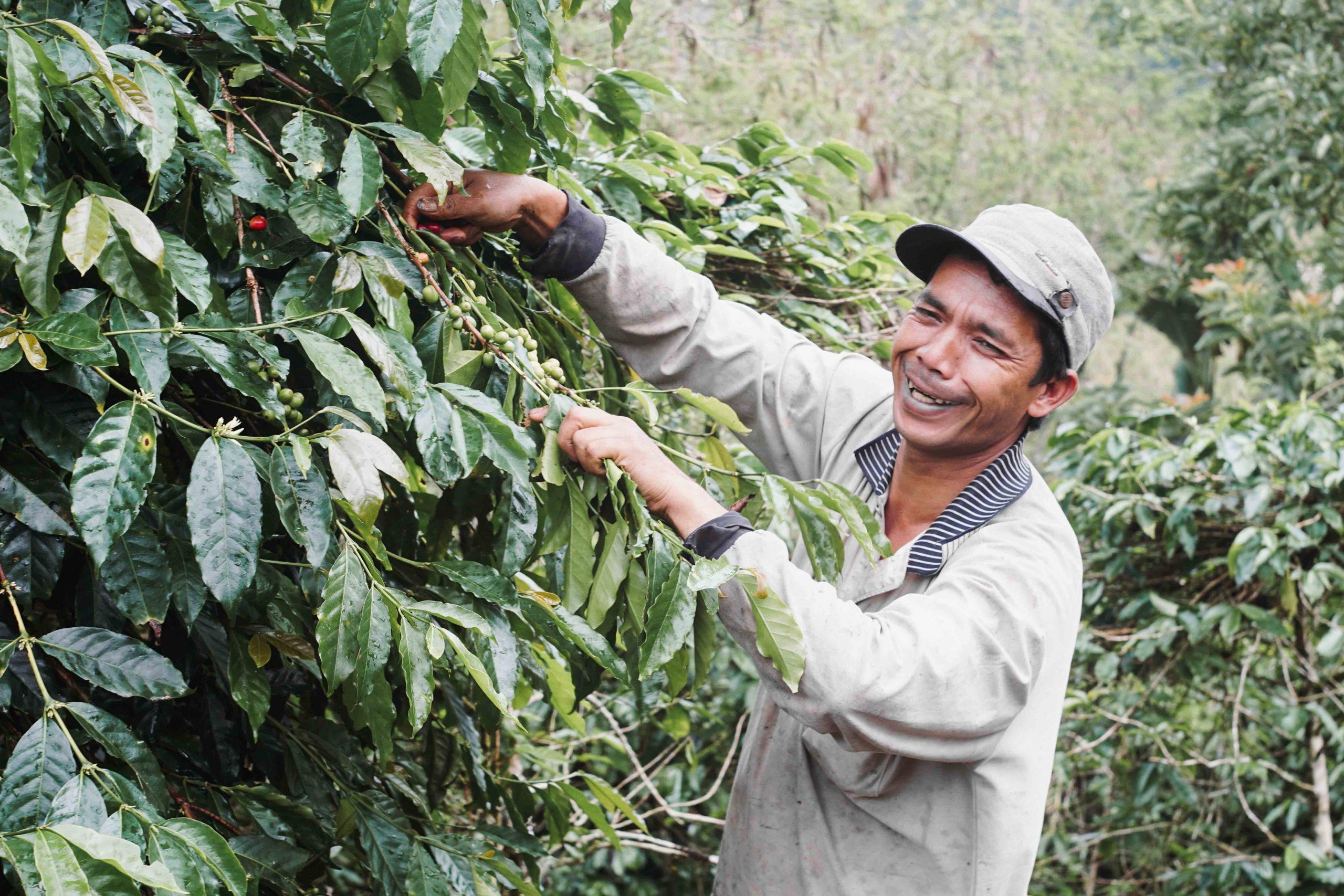 Pak Yusuf · Petani Kopi Gayo